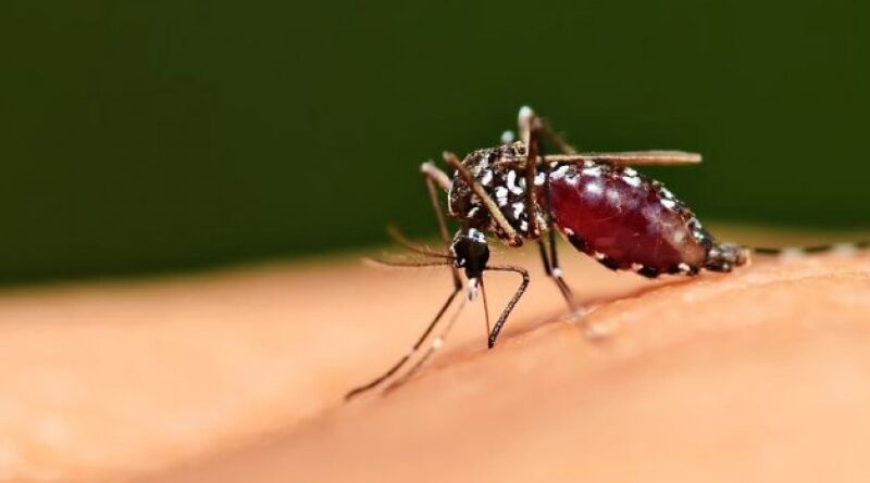 Новый сверхдолгий репеллент от комаров действует более восьми часов