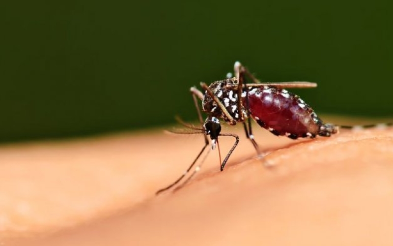 Новый сверхдолгий репеллент от комаров действует более восьми часов 