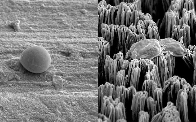 Титановые микрошипы способны уничтожать опасные бактерии без лекарств 
